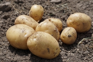 steidlehof-frühkartoffeln